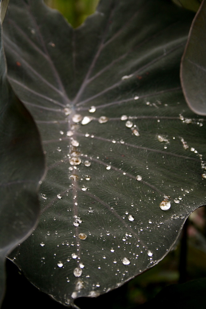 Rosée du matin