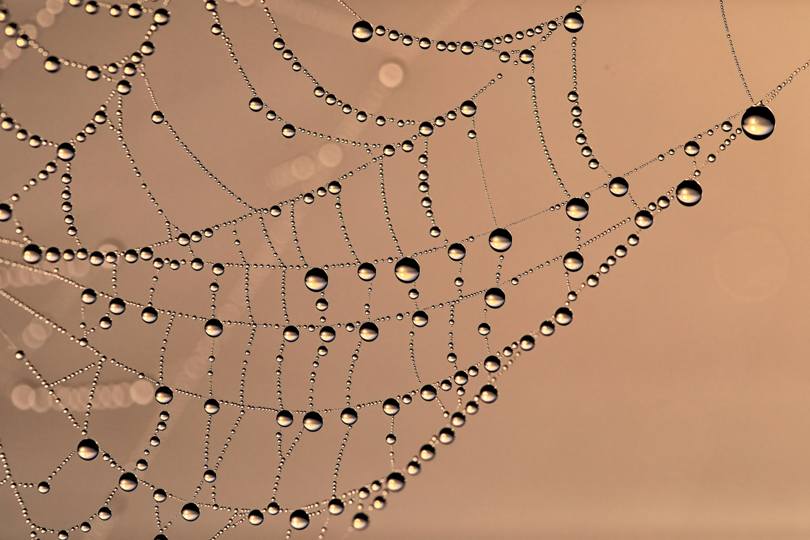 rosée du matin