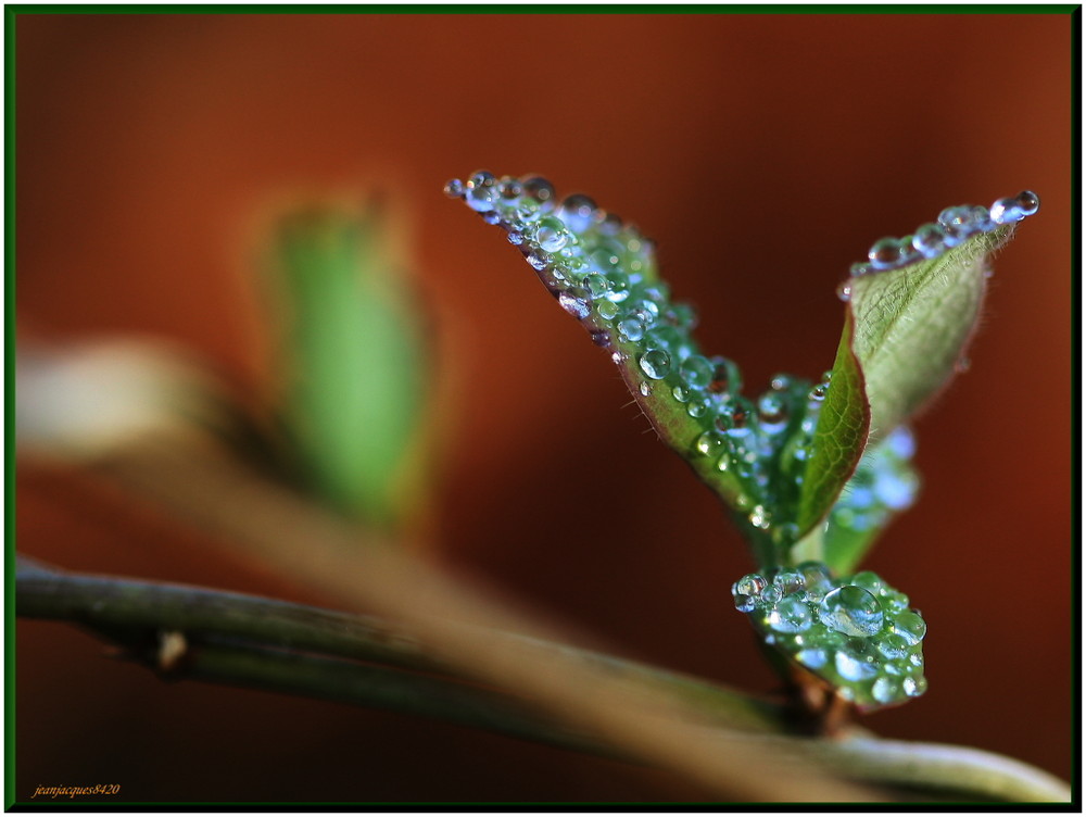 Rosée du matin