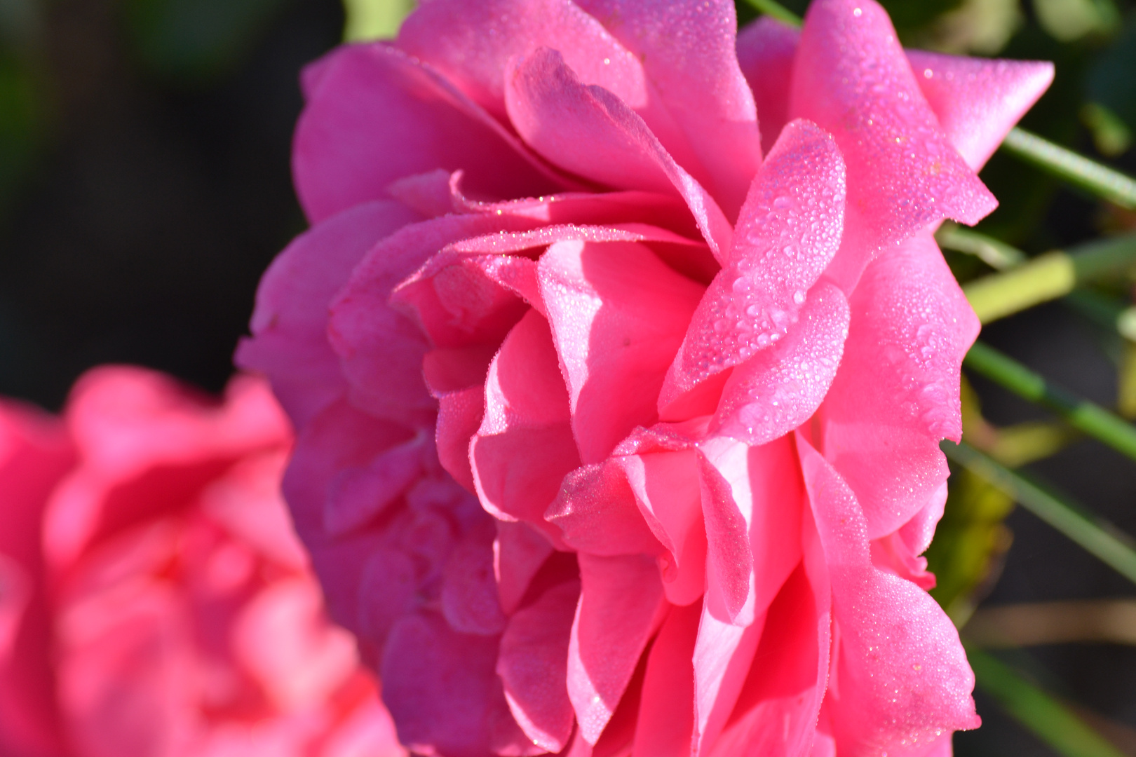 Rosée du matin