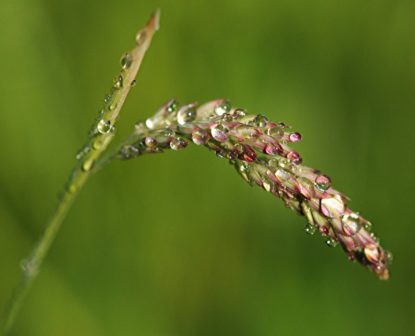 rosée du matin