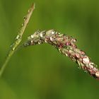 rosée du matin