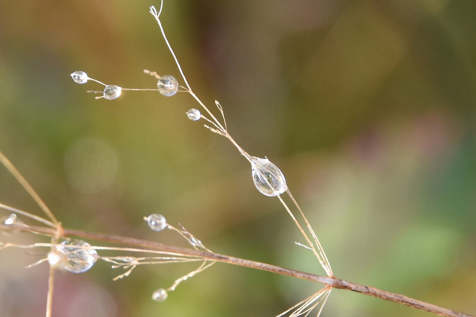 Rosée du matin