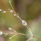 Rosée du matin