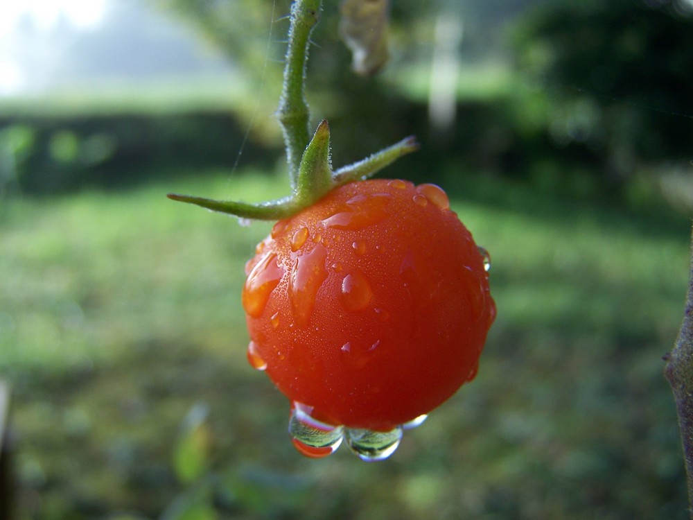 Rosée du matin