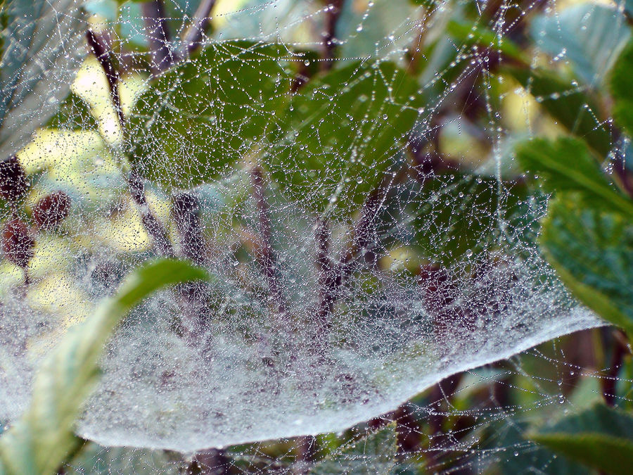 Rosée du matin sur une toile