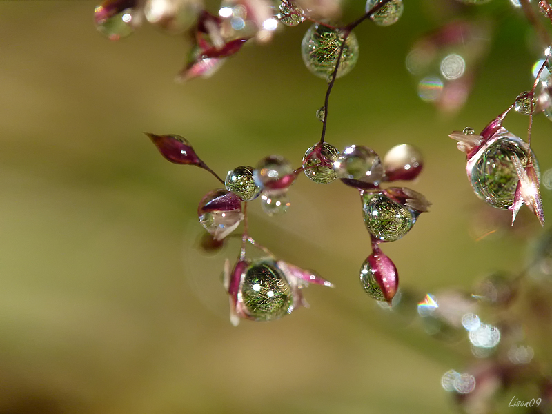 Rosée du mois d'Août