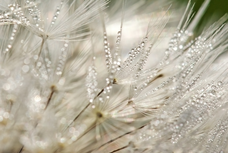 rosée en lumière