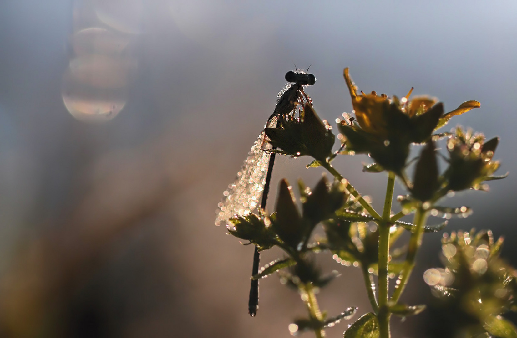 rosée et soleil levant