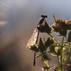 rosée et soleil levant