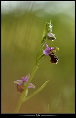 •Rosée printanière•