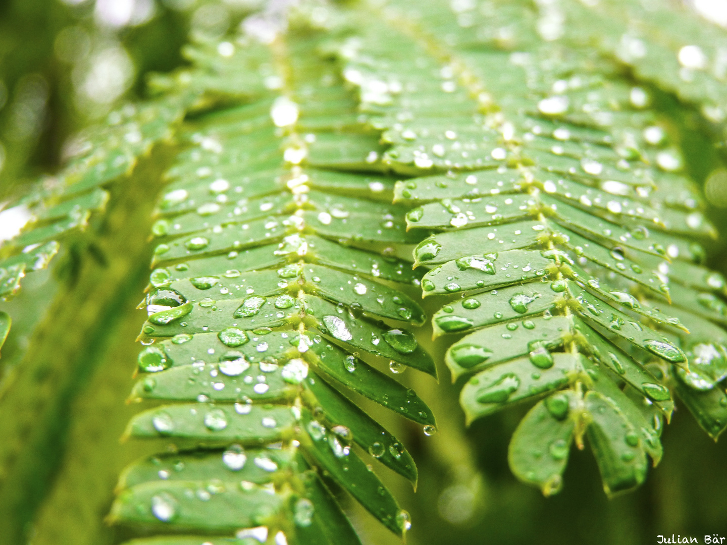 Rosée sur Albizia