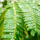 Rosée sur Albizia