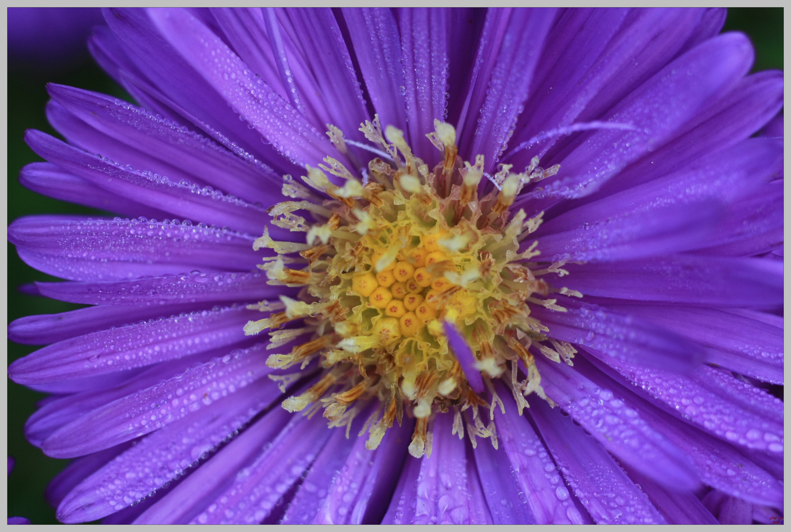 rosée sur Aster