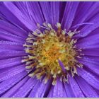 rosée sur Aster