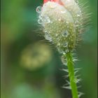 Rosée sur bouton de coquelicot