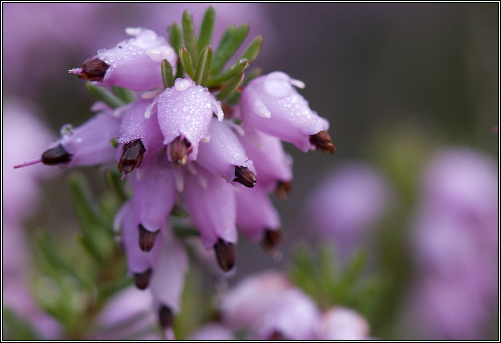 Rosée sur bruyère