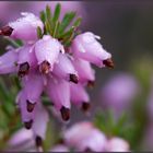 Rosée sur bruyère