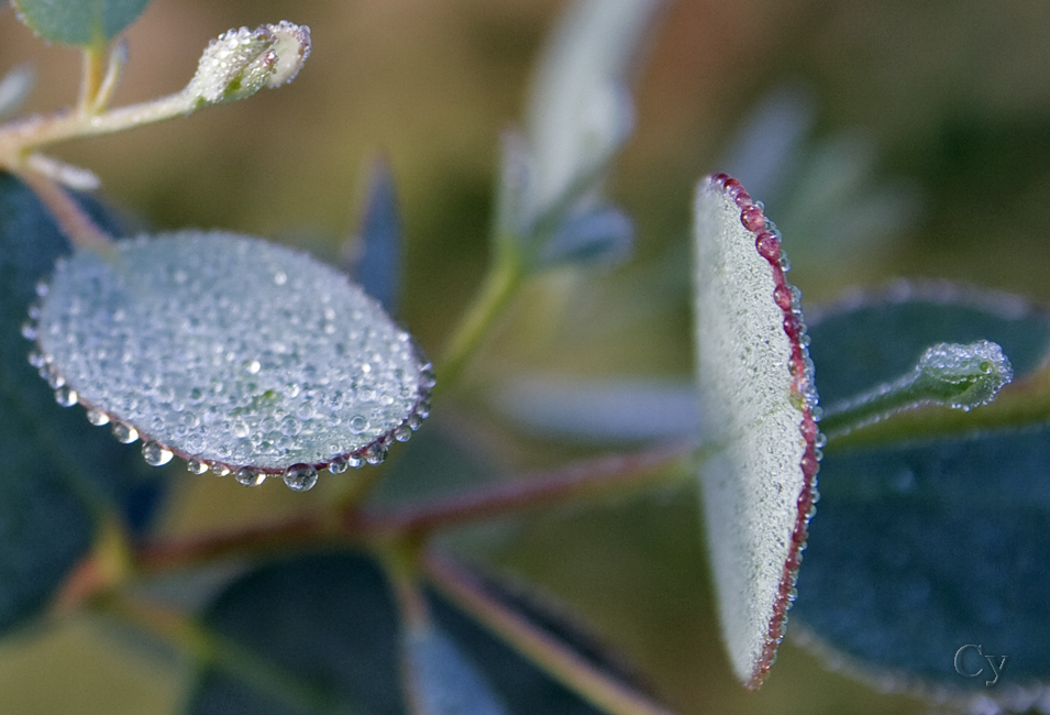 Rosée sur feuilles