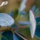 Rosée sur feuilles