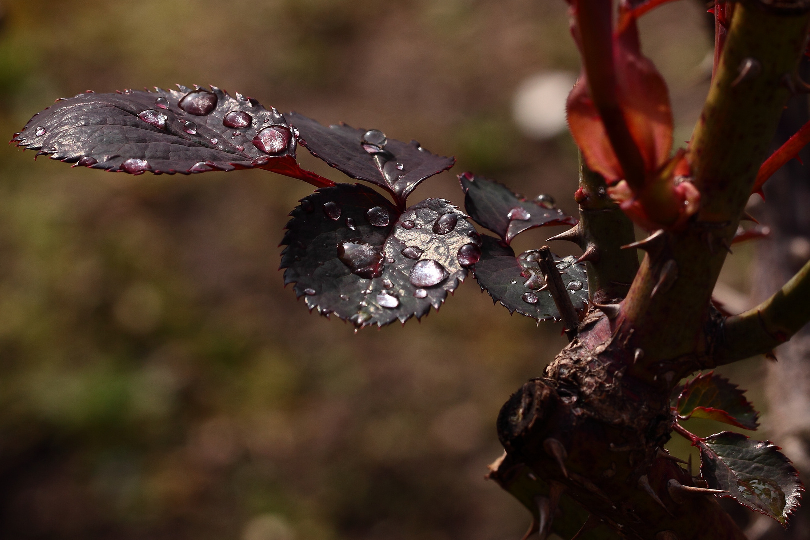 rosée sur feuilles de rosier