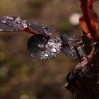 rosée sur feuilles de rosier