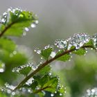 Rosée sur pimprenelle