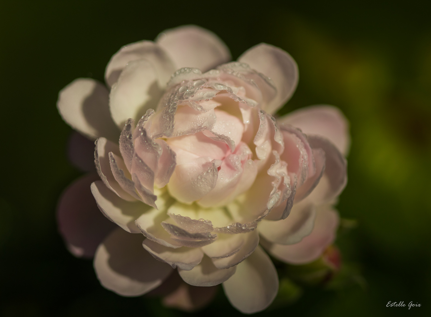 Rosée sur rose