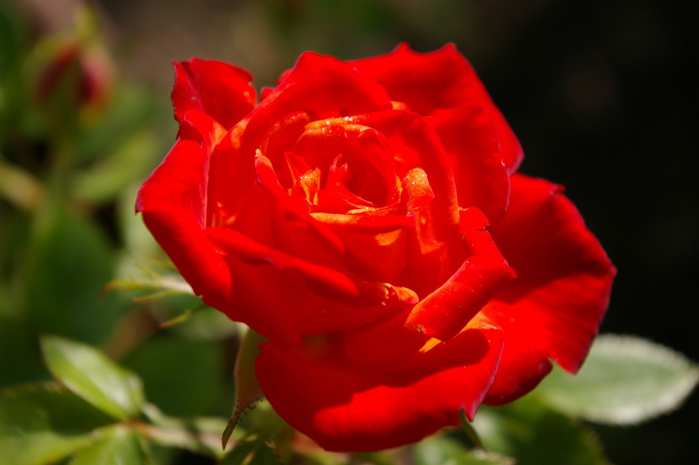 Rosée sur rose