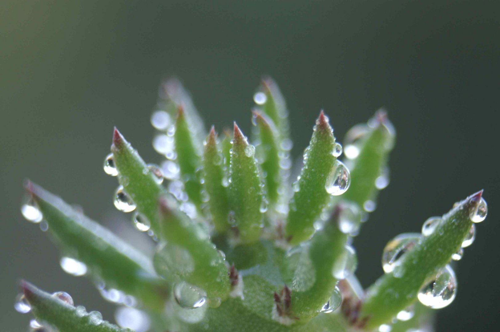 rosée sur sédum