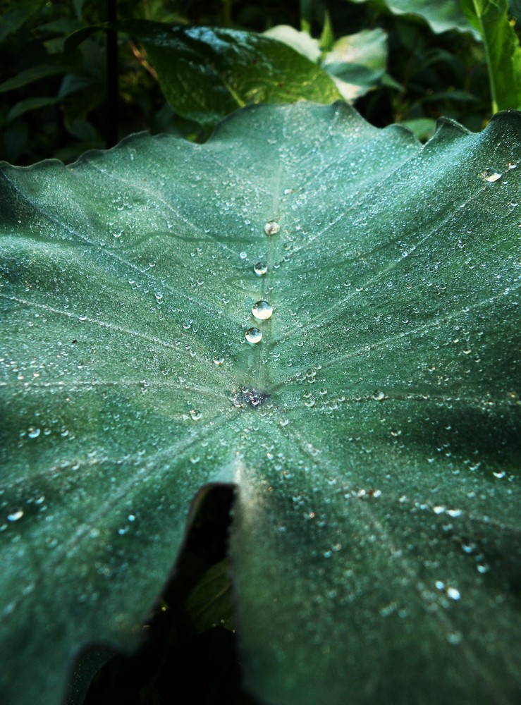 rosée sur songe