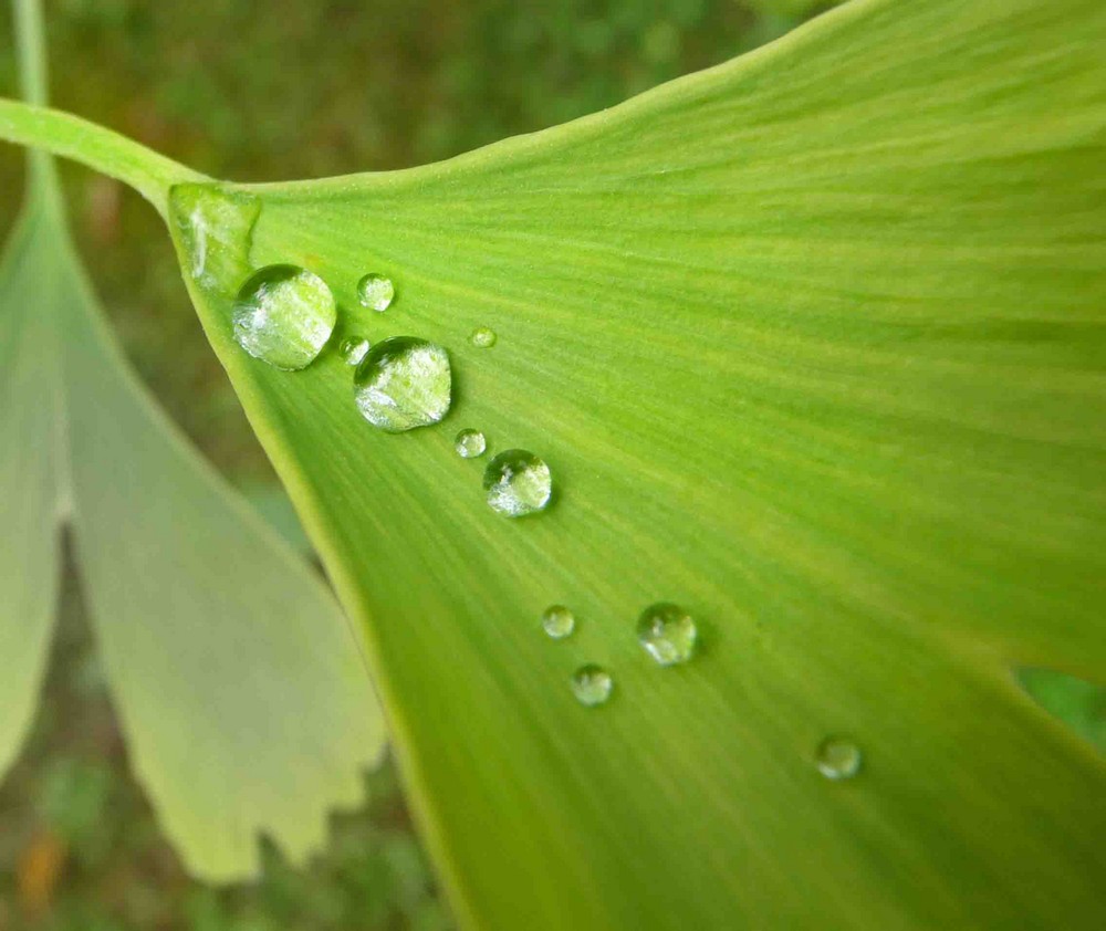 Rosée sur une feuille de Ginko..