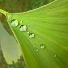 Rosée sur une feuille de Ginko..