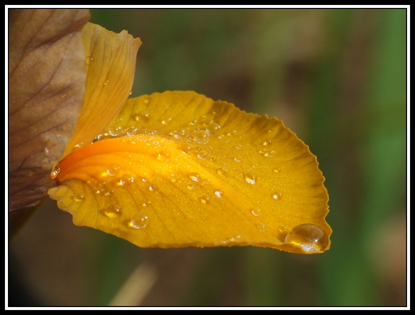 Rosée sur une fleur d'iris