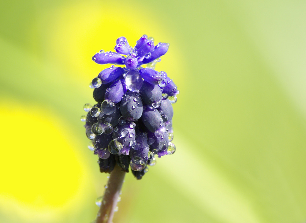 rosee sur une fleur sauvage