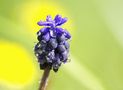 rosee sur une fleur sauvage de Charles emma 