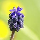 rosee sur une fleur sauvage