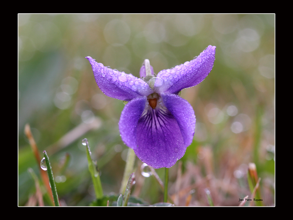 Rosée sur violette