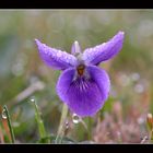 Rosée sur violette