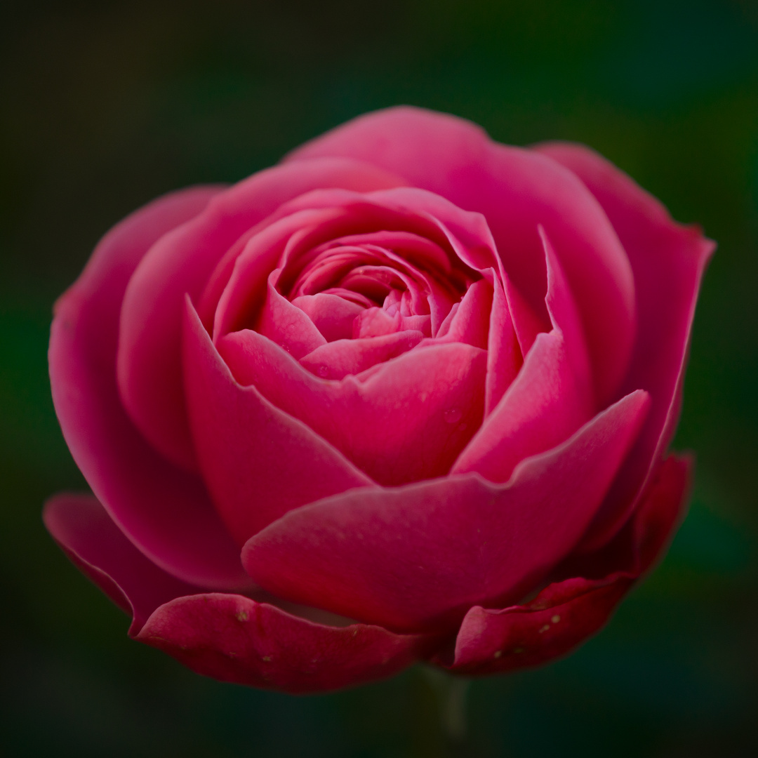 Rose_E_K