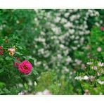 rose_garden_01