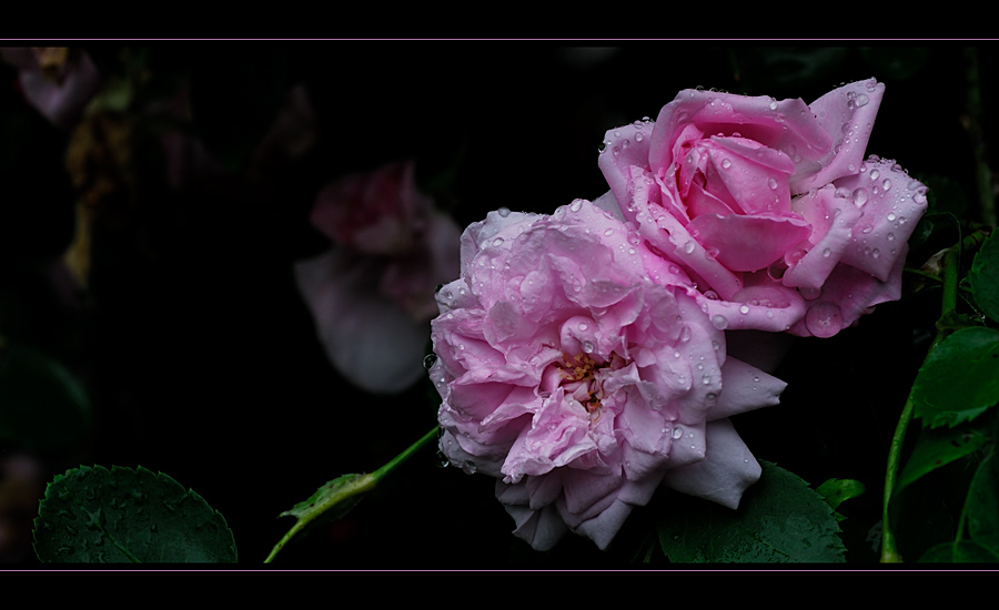 rose_garden_02