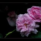 rose_garden_02