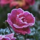 Rose_Garten