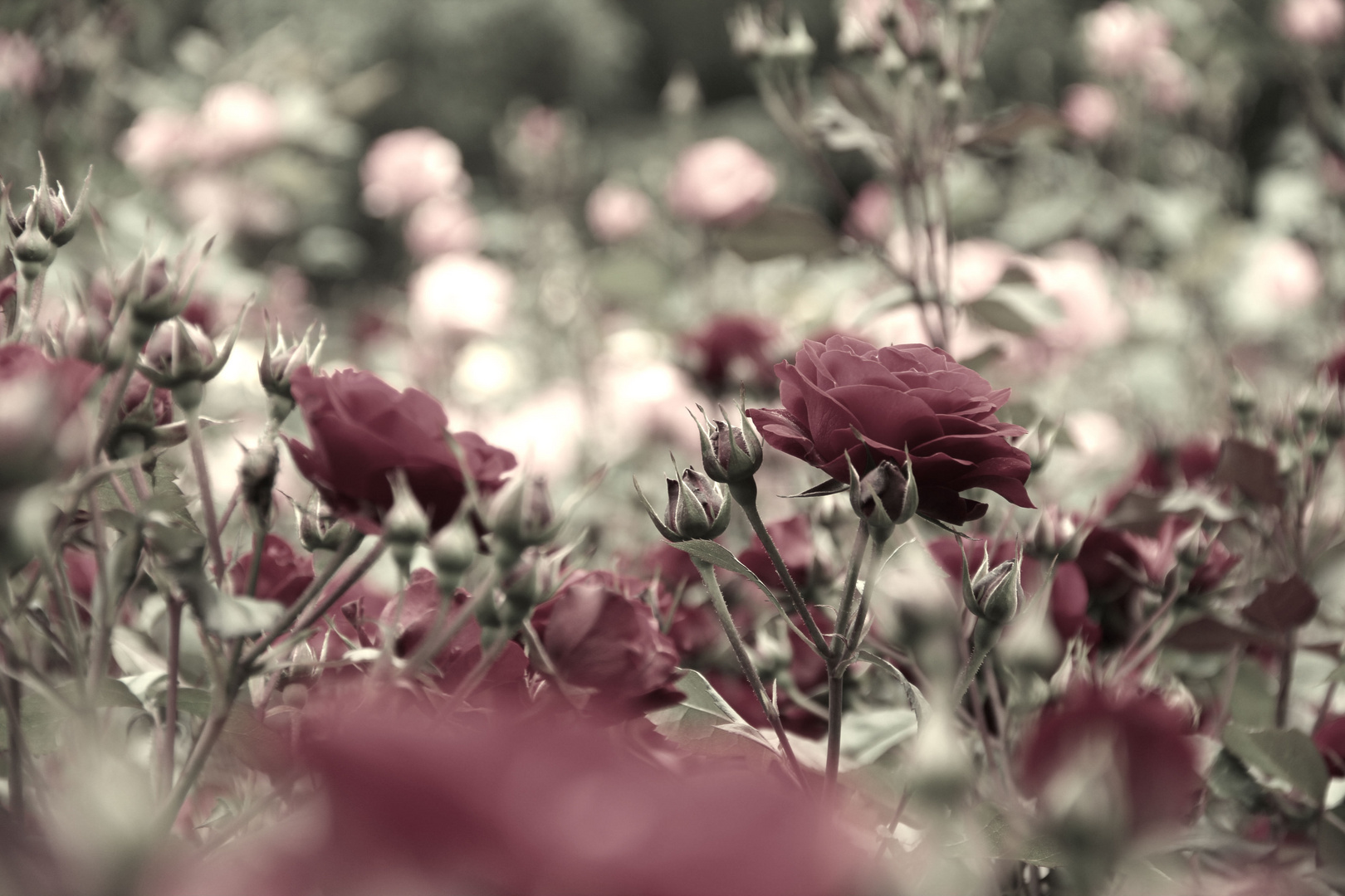 Rosegarten im Schloss Landshut