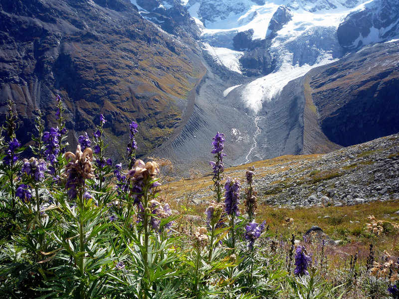 Roseggletscher