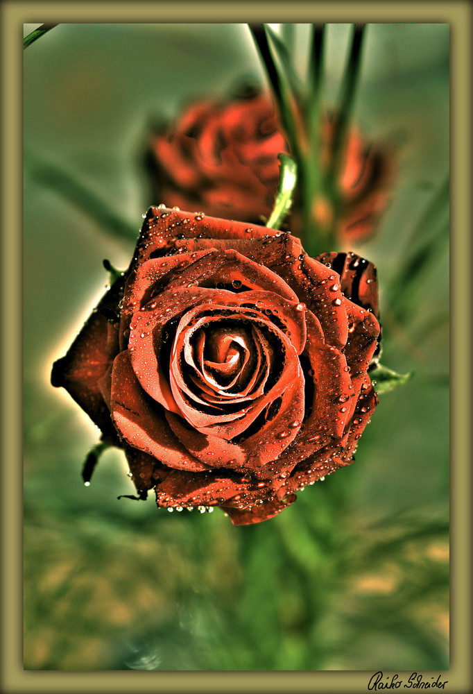 Rose_HDR