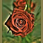 Rose_HDR