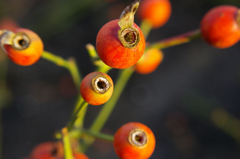 Rosehip