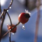 Rosehip with a drop